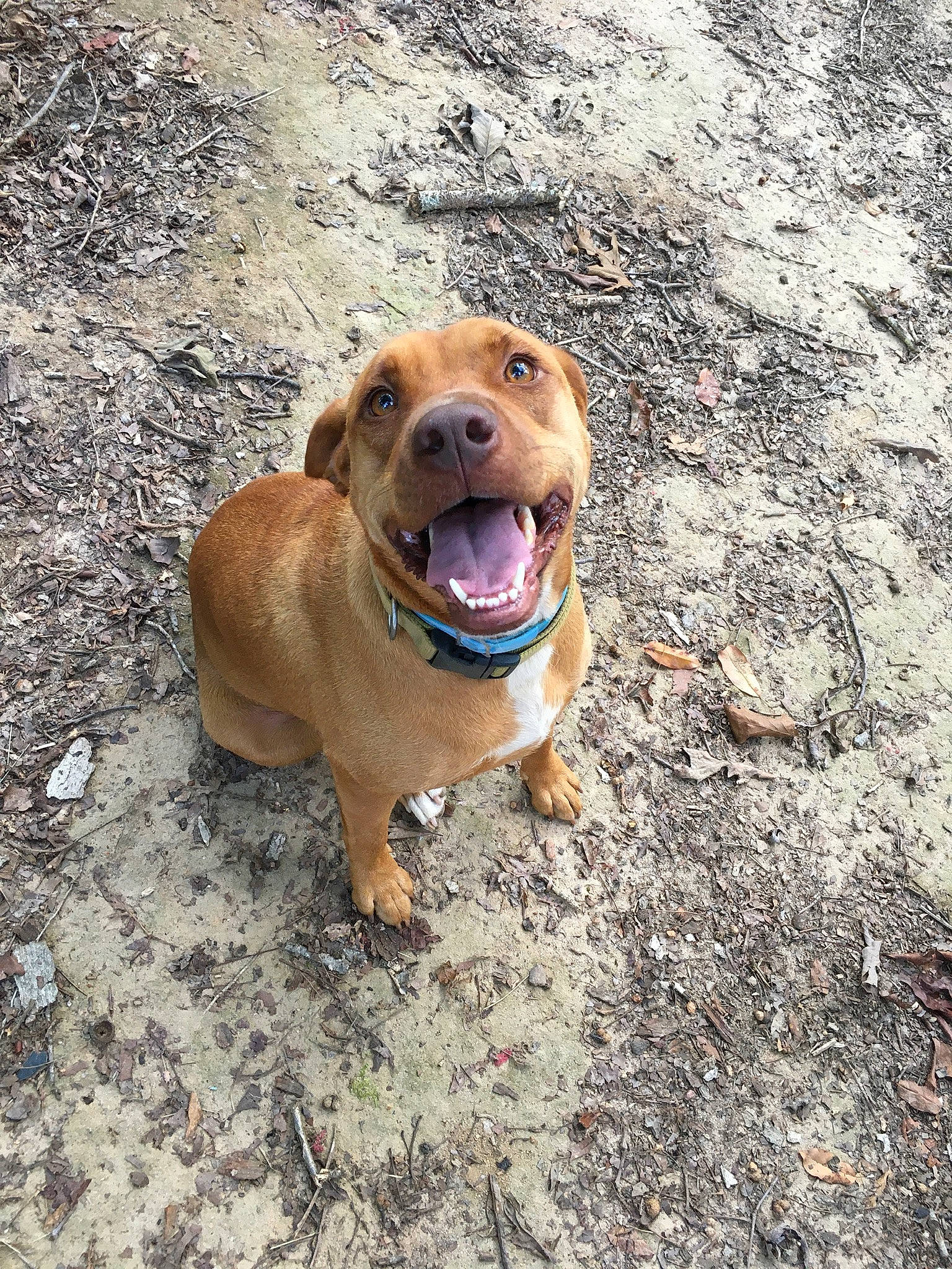 Peanut is registered to the contest to win money with this photo: asphalt, canidae, carnivore, collar, companion_dog, dog, dog_breed, dog_collar, fawn, hound, leash, liver, paw, road_surface, smile, snout, soil, sporting_group, whiskers, working_animal