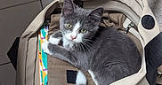 Arya a rejoint le concours — aidez-le/la à gagner de superbes lots ! kitten, cat, backpack, gray_cat, white_cat, indoor, pet, floor_tiles, bowl, curious, looking_up, young_cat, animal, feline, domestic_cat, open_bag, cozy, resting, small_cat, home