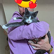 Arya a rejoint le concours — aidez-le/la à gagner de superbes lots ! person, cat, indoor, purple_hoodie, gray_cat, white_cat, pet, holding, relaxed, stretching, watching, animal, cute, feline, cozy, casual_clothing, home, watch, hand, affection