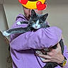 person, cat, indoor, purple_hoodie, gray_cat, white_cat, pet, holding, relaxed, stretching, watching, animal, cute, feline, cozy, casual_clothing, home, watch, hand, affection