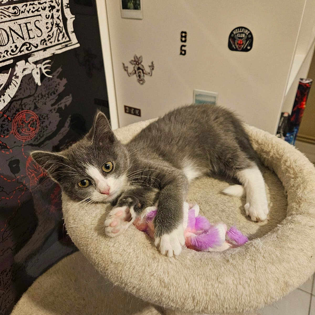 Arya