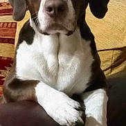 Pinceau participe au concours pour gagner de l'argent avec cette photo : dog, brown, white, pet, canine, indoor, couch, paws, resting, closeup, animal, fur, ears, nose, face, home, furniture, window, curtain, relaxed