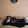 Pinceau participe au concours pour gagner de l'argent avec cette photo : dog, wooden_bed, blanket, pillow, tile_floor, wall_art, indoor, brown_dog, white_paws, resting, pet, cozy, room, floor, furniture, cartoon_character, cute, relaxed, home_decor, daybed