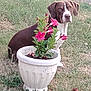 Pinceau participe au concours pour gagner de l'argent avec cette photo : dog, flower_pot, pink_flowers, grass, outdoor, pet, plant, nature, garden, animal, sitting, greenery, leaf, summer, yard, canine, curious, brown_dog, white_dog, flora