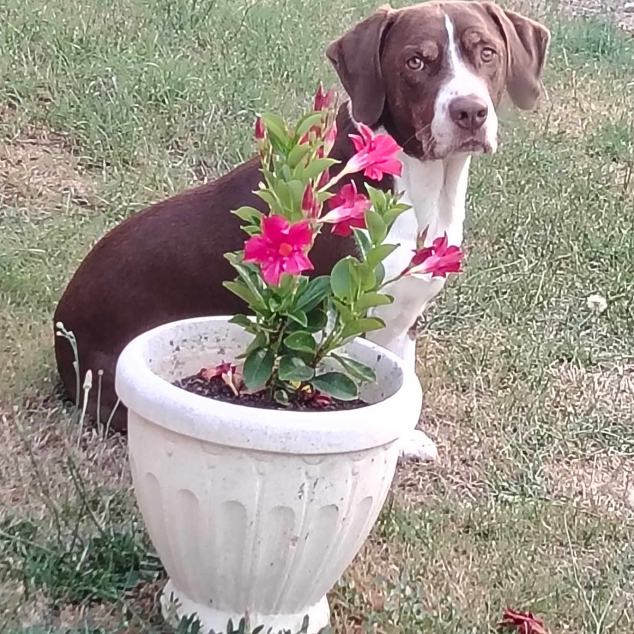 Pinceau participe au concours pour gagner de l'argent avec cette photo : animal, brown_dog, canine, curious, dog, flora, flower_pot, garden, grass, greenery, leaf, nature, outdoor, pet, pink_flowers, plant, sitting, summer, white_dog, yard