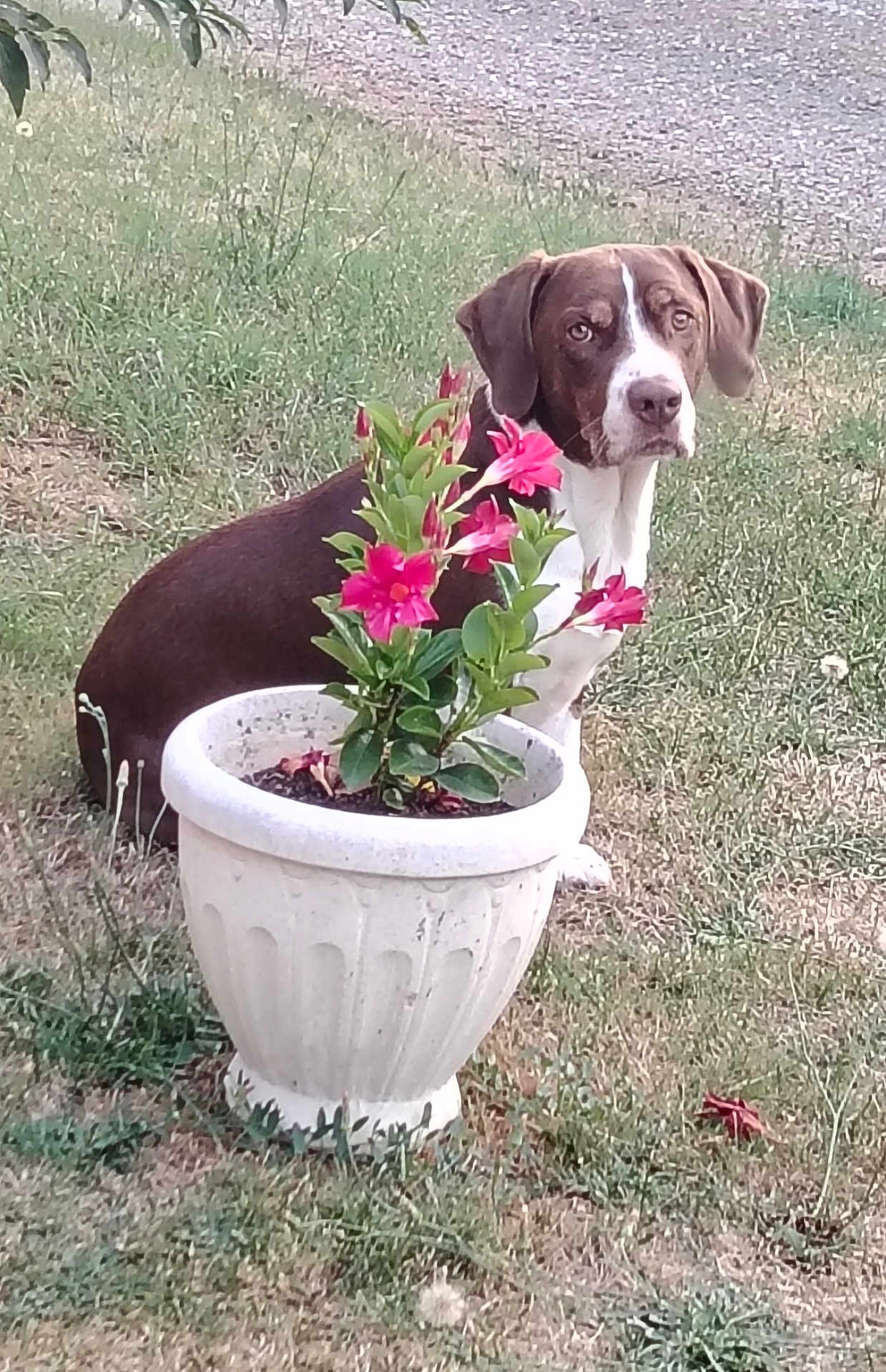 Pinceau participe au concours pour gagner de l'argent avec cette photo : dog, flower_pot, pink_flowers, grass, outdoor, pet, plant, nature, garden, animal, sitting, greenery, leaf, summer, yard, canine, curious, brown_dog, white_dog, flora