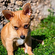 Ricky a rejoint le concours — aidez-le/la à gagner de superbes lots ! puppy, dog, grass, outdoor, sunlight, ears, tan, young, pet, animal, nature, stone_wall, curious, small, background, daylight, mammal, cute, sitting, portrait