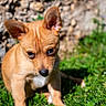 puppy, dog, grass, outdoor, sunlight, ears, tan, young, pet, animal, nature, stone_wall, curious, small, background, daylight, mammal, cute, sitting, portrait