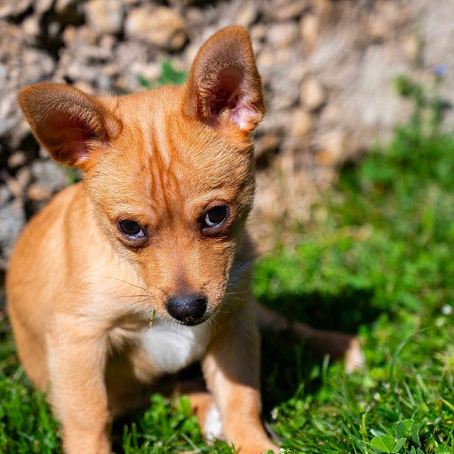 Ricky a rejoint le concours — aidez-le/la à gagner de superbes lots ! puppy, dog, grass, outdoor, sunlight, ears, tan, young, pet, animal, nature, stone_wall, curious, small, background, daylight, mammal, cute, sitting, portrait