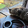 Chanel joined the competition — help win amazing prizes! cat, fluffy, windowsill, headphones, wooden_desk, indoor, curious, sunlight, garden, window, feline, pet, cozy, relaxation, black, technology, cord, nature, daylight, quiet