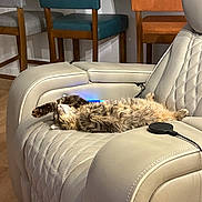 Chanel joined the competition — help win amazing prizes! animal, cat, chair, comfortable, cozy, fluffy, furniture, home, indoor, leather, multicolor_chairs, pet, quilted, recliner, relaxation, resting, sleeping, stretching, tabby, wooden_floor