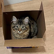 Chanel joined the competition — help win amazing prizes! cat, tabby, box, cardboard, floor, wooden_floor, pet, animal, feline, cute, curious, indoor, fur, whiskers, ears, sitting, looking_up, domestic, cozy, playful