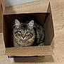 cat, tabby, box, cardboard, floor, wooden_floor, pet, animal, feline, cute, curious, indoor, fur, whiskers, ears, sitting, looking_up, domestic, cozy, playful