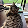 Chanel is registered to the contest to win money with this photo: cat, tabby_cat, fluffy, desk, wooden_surface, window, green_lawn, curious_eyes, indoor, pet, feline, fur, close_up, domestic_animal, relaxed, looking_at_camera, house, home_office, natural_light, background