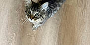Chanel joined the competition — help win amazing prizes! kitten, cat, tabby, fur, floor, wooden_floor, pet, animal, whiskers, ears, tail, curious, looking_up, indoor, domestic, cute, small, young, footwear, shoe