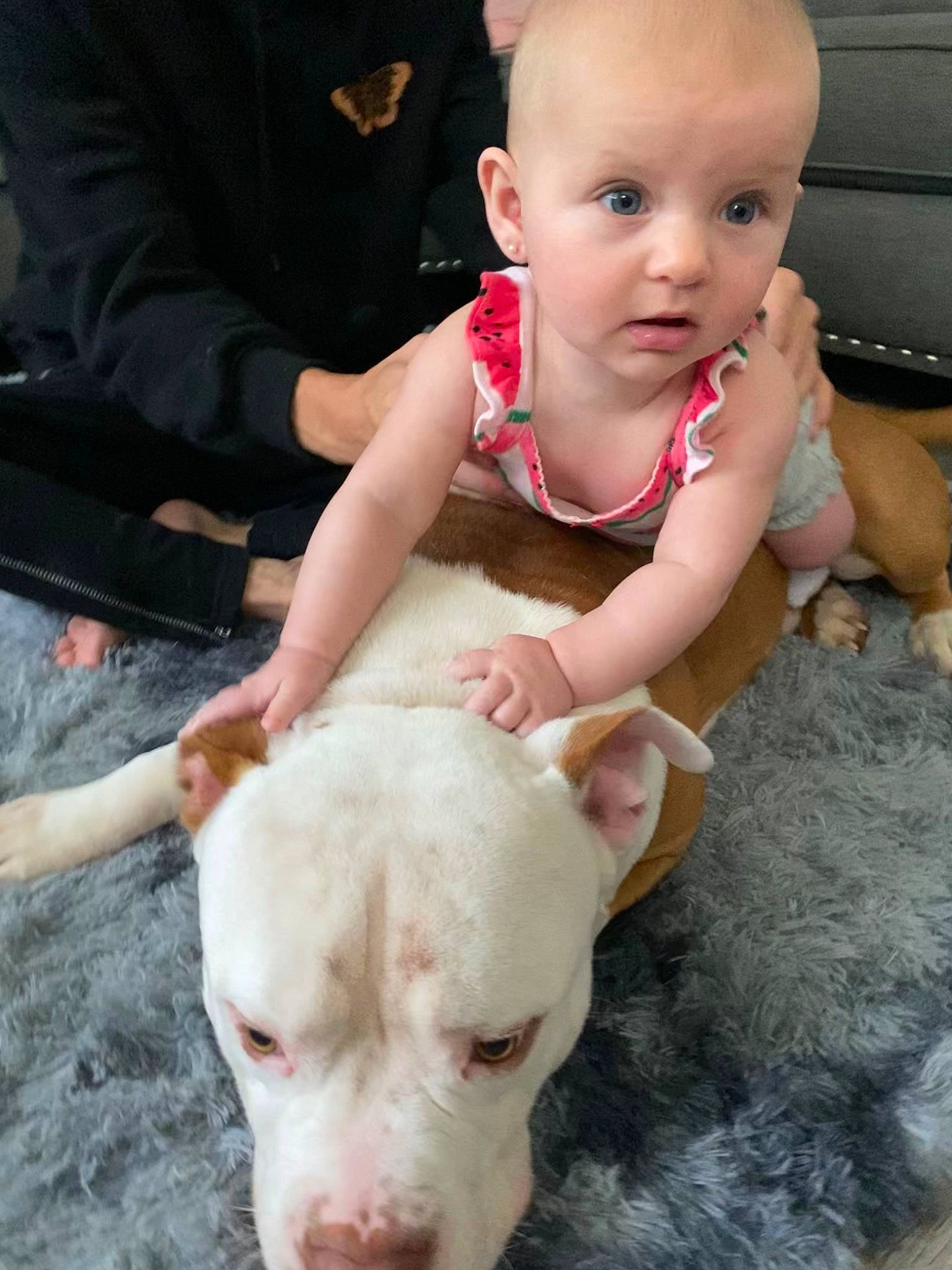 Everli is registered to the contest to win money with this photo: carnivore, companion_dog, dog, dog_breed, eye, fawn, head, human_body, mammal, mouth, nose, person, photograph, pink, skin, snapshot, summer, surprise, toddler, vertebrate