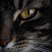 Mia participe au concours pour gagner de l'argent avec cette photo : animal, cat, close_up, detail, eye, face, feline, focus, fur, indoor, macro, muzzle, nose, pet, portrait, striped, tabby, texture, whiskers, yellow_eye