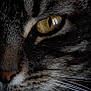 animal, cat, close_up, detail, eye, face, feline, focus, fur, indoor, macro, muzzle, nose, pet, portrait, striped, tabby, texture, whiskers, yellow_eye