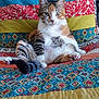 cat, calico, pet, indoor, quilt, colorful, feline, sitting, relaxed, fur, striped, white, orange, black, paw, bedroom, cozy, patterned, comfort, animal