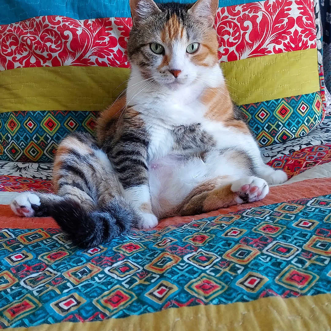 Gracie is registered to the contest to win money with this photo: animal, bedroom, black, calico, cat, colorful, comfort, cozy, feline, fur, indoor, orange, patterned, paw, pet, quilt, relaxed, sitting, striped, white