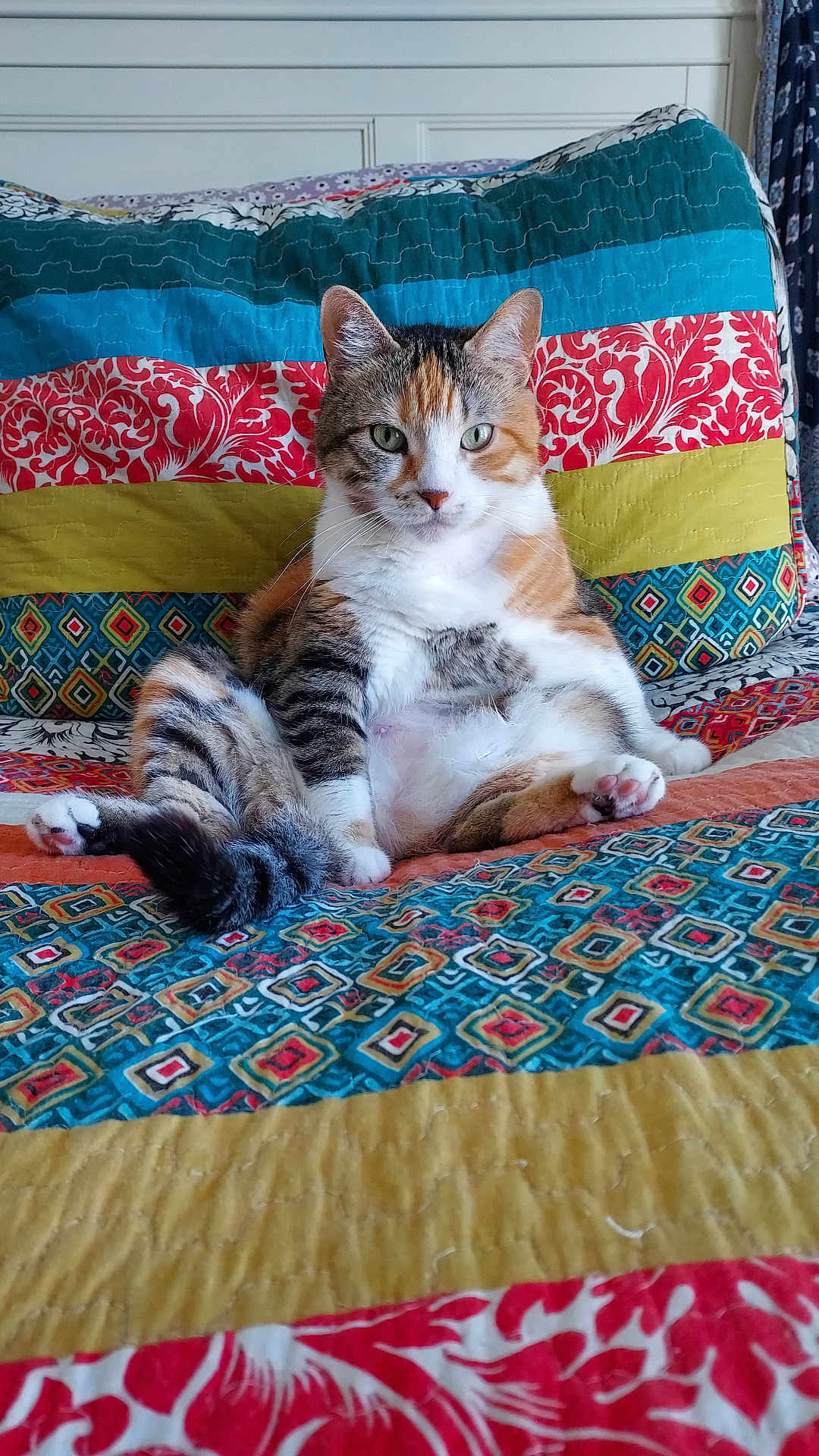 Gracie is registered to the contest to win money with this photo: cat, calico, pet, indoor, quilt, colorful, feline, sitting, relaxed, fur, striped, white, orange, black, paw, bedroom, cozy, patterned, comfort, animal