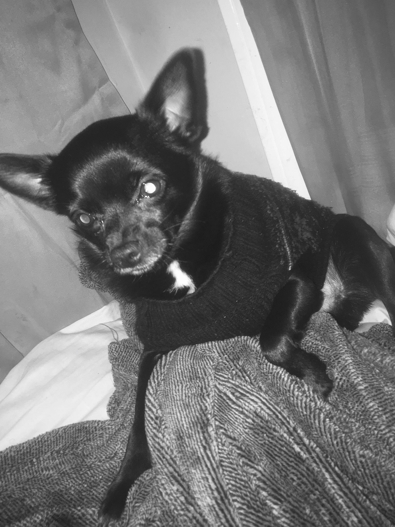 Nike joined the competition — help win amazing prizes! black_and_white, canidae, carnivore, companion_dog, curtain, dog, dog_breed, ear, fawn, fur, grey, monochrome, monochrome_photography, snout, sporting_group, style, toy_dog, whiskers, working_animal, working_dog