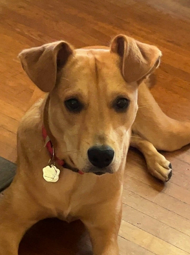 Emmie is registered to the contest to win money with this photo: canidae, carnivore, collar, companion_dog, dog, dog_breed, dog_collar, dog_supply, fawn, flooring, hardwood, non_sporting_group, pet_supply, snout, sporting_group, terrestrial_animal, whiskers, wood, working_animal