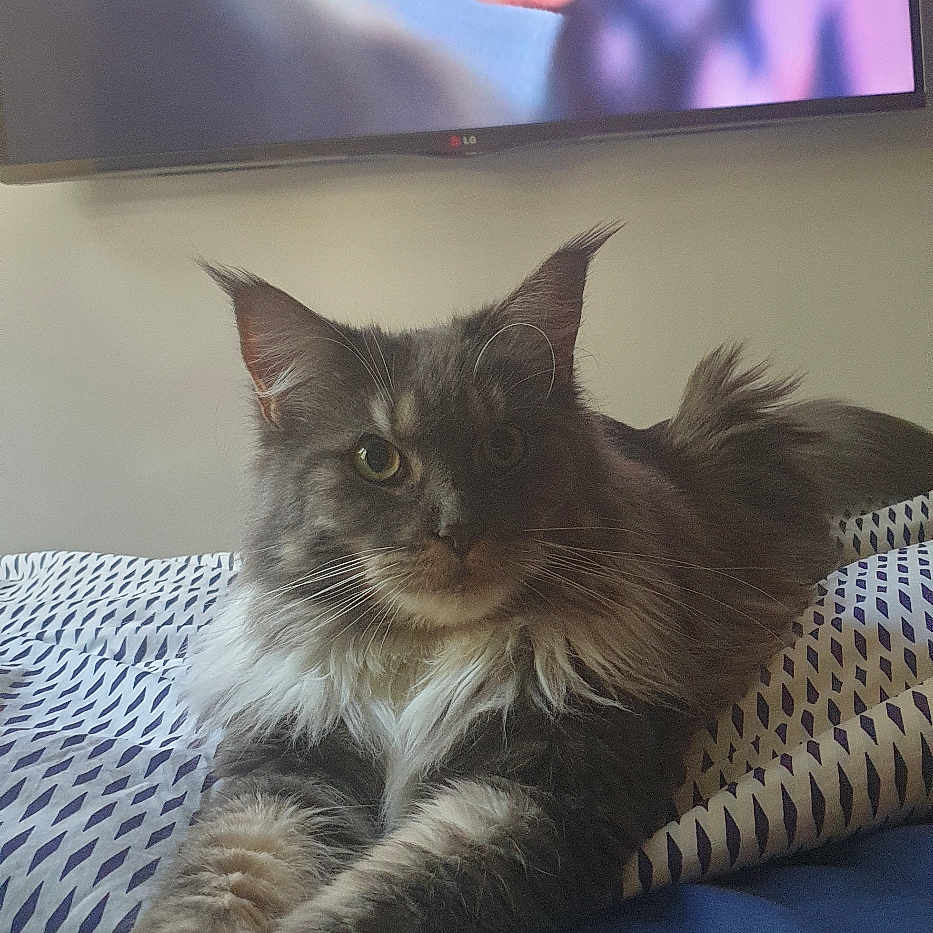 Rubie participe au concours pour gagner de l'argent avec cette photo : adult, animal, cat, computerhardware, couch, cushion, electronics, face, furniture, hardware, head, homedecor, male, monitor, person, pet, photography, portrait, screen, tv