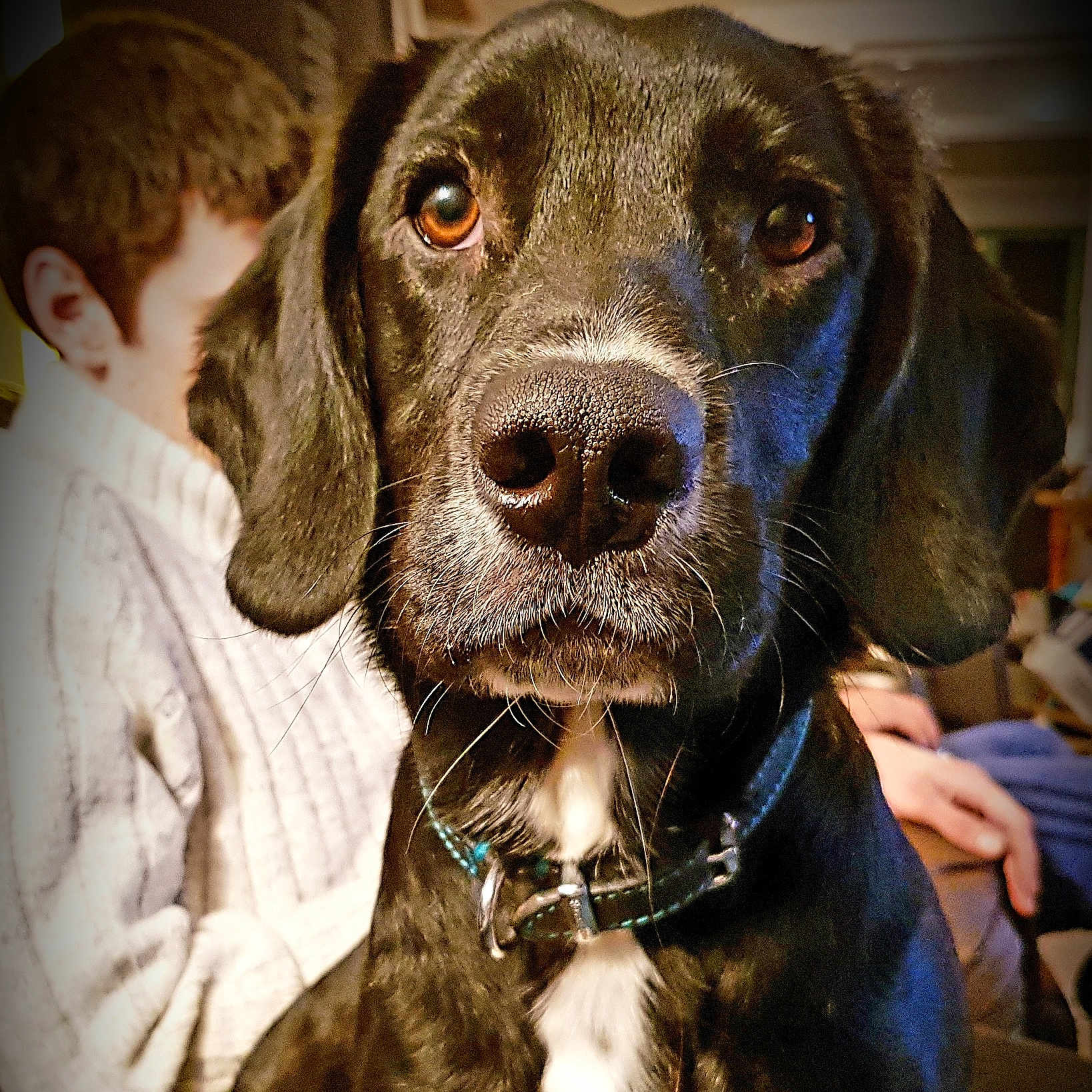 Johnson is registered to the contest to win money with this photo: dog, dog_breed, dog_like_mammal, ear, plott_hound, puppy, snout, sporting_group, whiskers