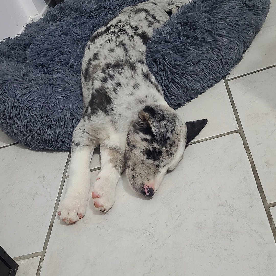 Volt a rejoint le concours — aidez-le/la à gagner de superbes lots ! animal, ball, blanket, canine, cat, dog, dogbed, greatdane, homedecor, hound, husky, indoors, interiordesign, person, pet, puppy, sleeping, sport, tennis, tennisball