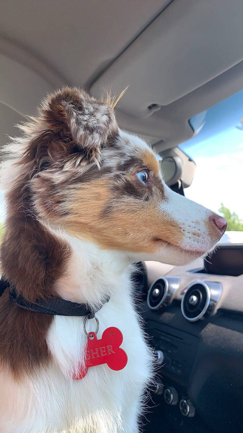 Usher a rejoint le concours — aidez-le/la à gagner de superbes lots ! automotive_mirror, canidae, carnivore, cloud, collar, companion_dog, dog, dog_breed, dog_collar, fawn, fur, leash, plant, snout, sporting_group, vehicle, vehicle_door, whiskers, window, windshield