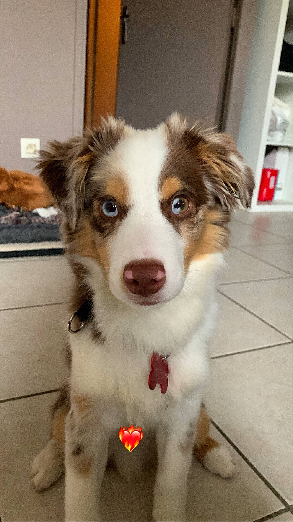 Usher participe au concours pour gagner de l'argent avec cette photo : australian_collie, australian_shepherd, border_collie, building, canidae, carnivore, companion_dog, dog, dog_breed, door, flooring, fur, herding_dog, miniature_australian_shepherd, plant, snout, sporting_group, whiskers, working_animal, working_dog