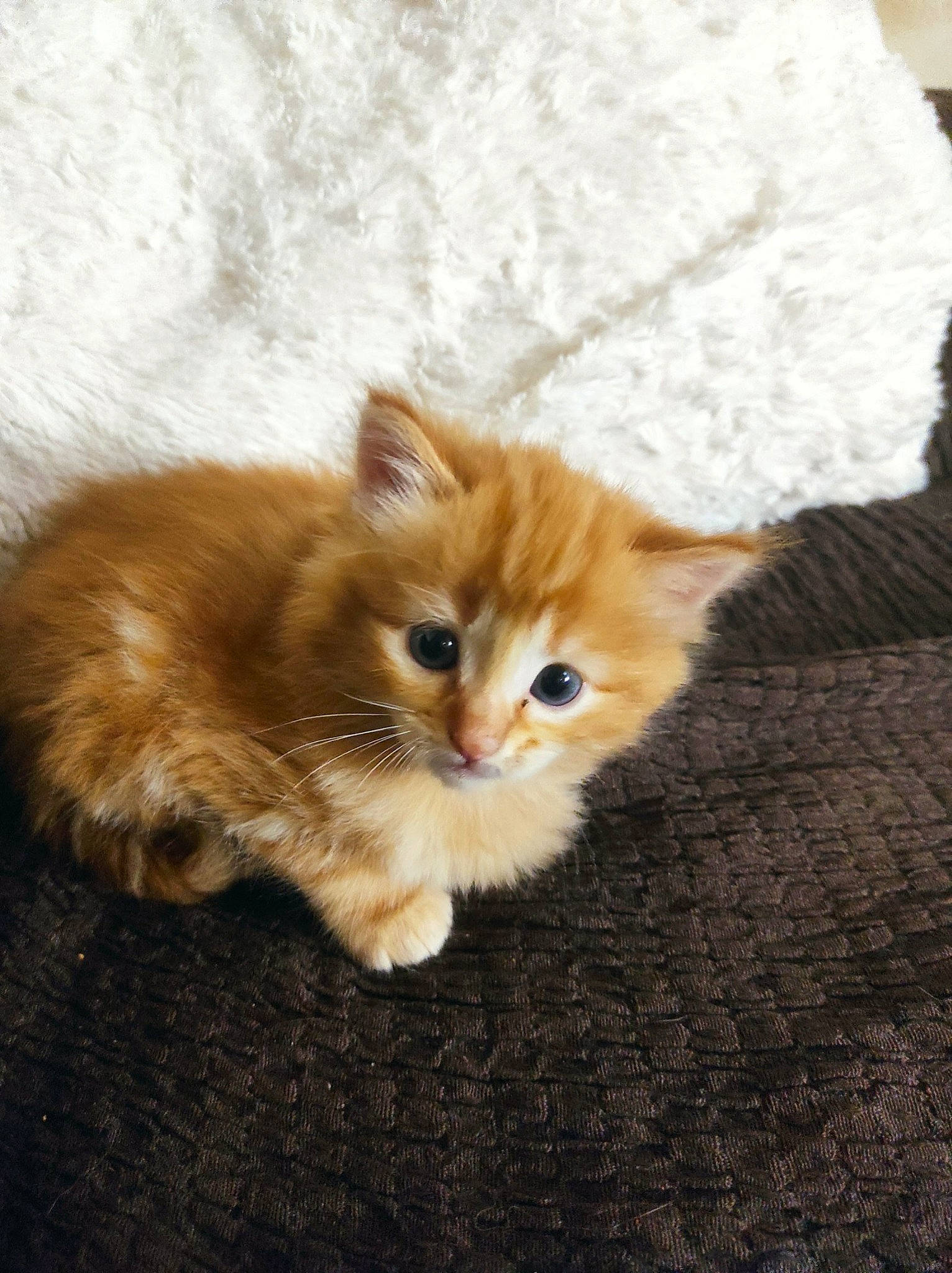 Bruno a rejoint le concours — aidez-le/la à gagner de superbes lots ! art, canidae, carnivore, cat, claw, companion_dog, domestic_short_haired_cat, fawn, felidae, flooring, fur, hardwood, paw, peach, small_to_medium_sized_cats, snout, tail, terrestrial_animal, whiskers, wood