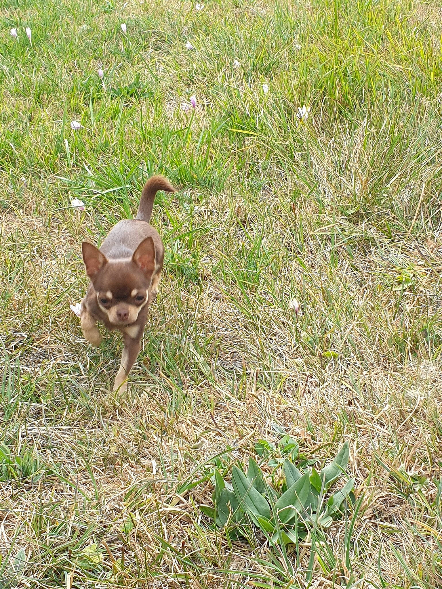 Orphée a rejoint le concours — aidez-le/la à gagner de superbes lots ! canidae, carnivore, chihuahua, dog, dog_breed, fawn, grass, puppy