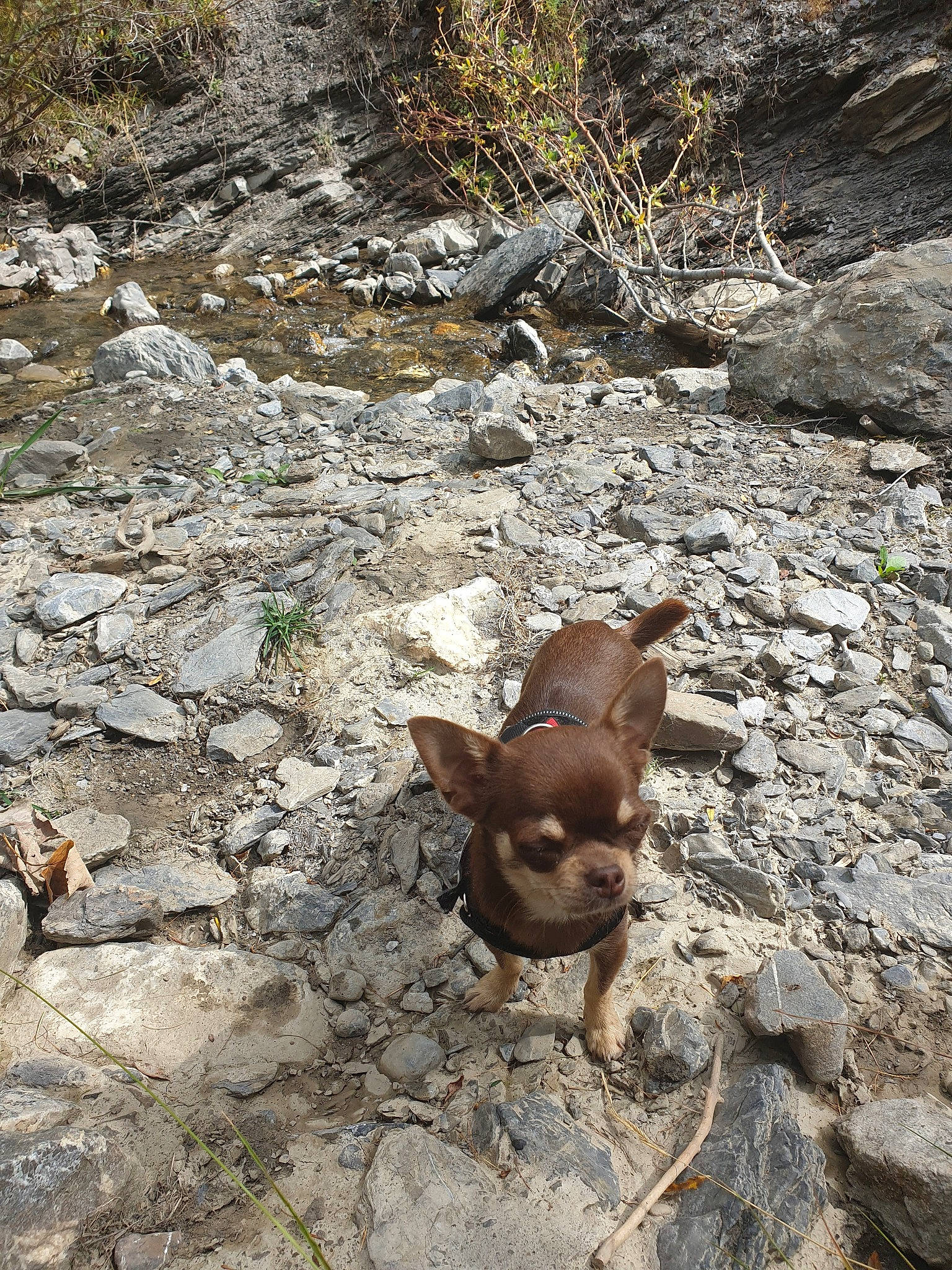Orphée participe au concours pour gagner de l'argent avec cette photo : adventure, canidae, carnivore, chihuahua, dog_breed, fawn, organism, rock, soil