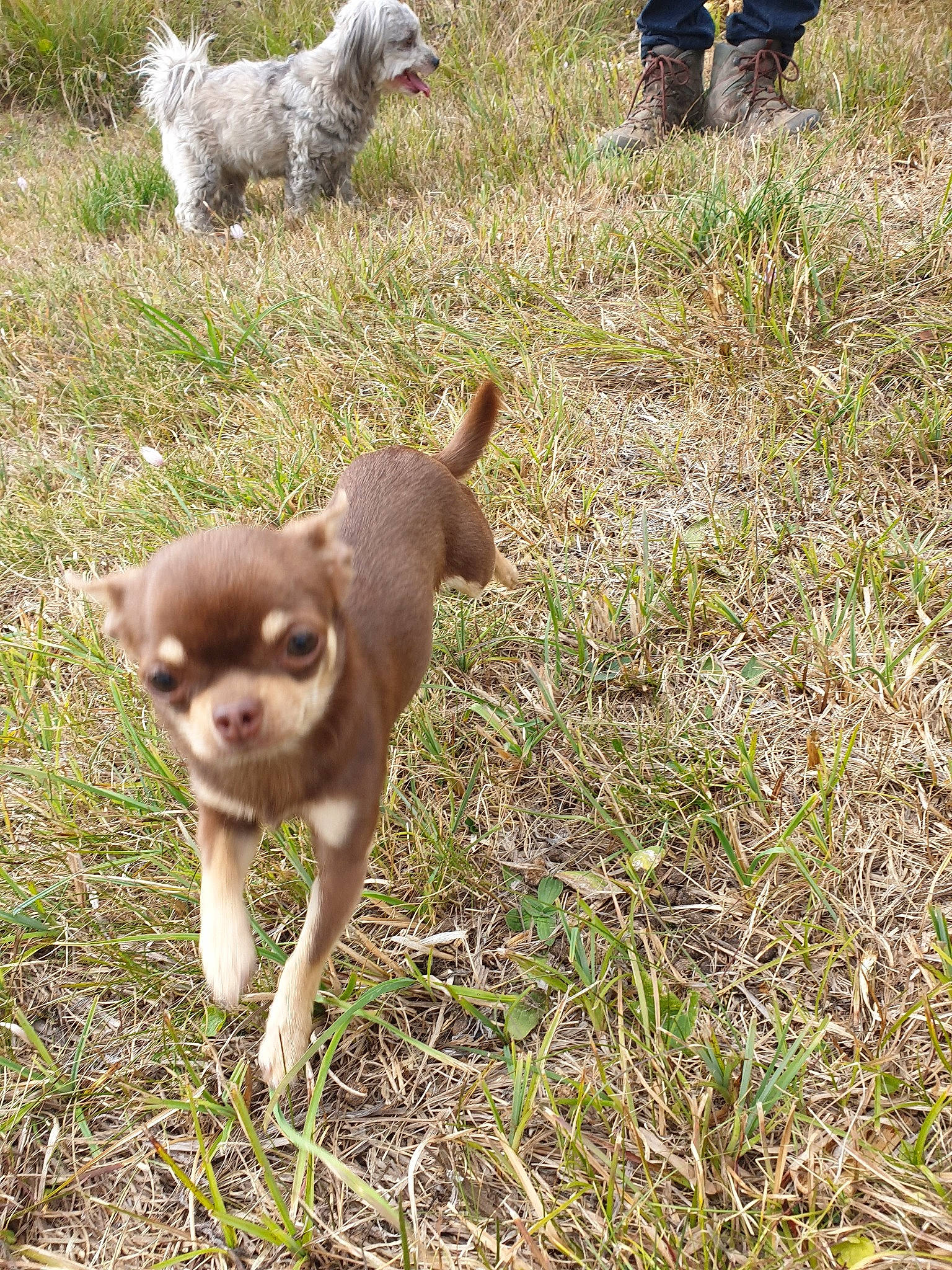 Orphée a rejoint le concours — aidez-le/la à gagner de superbes lots ! canidae, carnivore, chihuahua, companion_dog, dog, dog_breed, fawn, grass, mammal, puppy, sporting_group, vertebrate