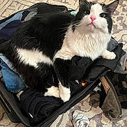 Milo joined the competition — help win amazing prizes! black_and_white, carpet, cat, clothes, curious, cute, indoor, luggage, packing, paws, pet, pink_nose, portrait, rug, sandal, sock, suitcase, texture, tuxedo_cat, whiskers