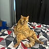 Cj joined the competition — help win amazing prizes! cat, ginger_cat, orange_fur, feline, pet, animal, sitting, bed, bedroom, quilt, blanket, geometric_pattern, black_white_red, indoors, portrait, looking_at_camera, whiskers, ears, paws, relaxed
