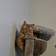 Cj joined the competition — help win amazing prizes! cat, orange_cat, feline, pet, animal, indoor, cat_tree, scratching_post, perched, peeking, sitting, whiskers, ears, eyes, tabby, fur, portrait, home, corner, cozy
