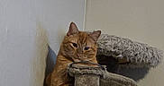 Cj joined the competition — help win amazing prizes! cat, orange_cat, feline, pet, animal, indoor, cat_tree, scratching_post, perched, peeking, sitting, whiskers, ears, eyes, tabby, fur, portrait, home, corner, cozy