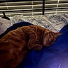 cat, orange_cat, sleeping, sleepy, pet, animal, bed, blanket, blue_blanket, bedroom, bedding, window, blinds, indoor, relaxed, lying_down, fur, whiskers, cozy, gaming_theme