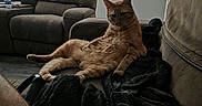 Cj joined the competition — help win amazing prizes! cat, ginger_cat, orange_cat, pet, animal, sitting, lounging, couch, sofa, blanket, living_room, indoor, home, furniture, portrait, relaxed, funny_pose, whiskers, ears, wall_decor
