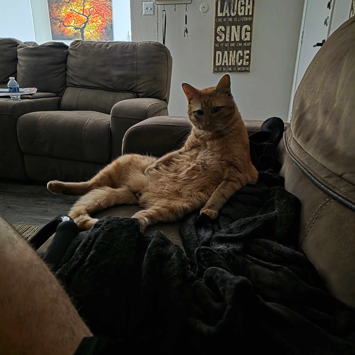 Cj joined the competition — help win amazing prizes! cat, ginger_cat, orange_cat, pet, animal, sitting, lounging, couch, sofa, blanket, living_room, indoor, home, furniture, portrait, relaxed, funny_pose, whiskers, ears, wall_decor