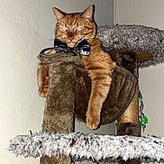 Cj is registered to the contest to win money with this photo: cat, orange_tabby, bow_tie, pet, feline, animal, cat_tree, scratching_post, indoors, portrait, sitting, lounging, fur, whiskers, ears, paws, green_eyes, playful, cozy, flash_photography