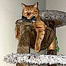 cat, orange_tabby, bow_tie, pet, feline, animal, cat_tree, scratching_post, indoors, portrait, sitting, lounging, fur, whiskers, ears, paws, green_eyes, playful, cozy, flash_photography