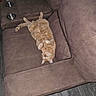 Cj is registered to the contest to win money with this photo: cat, orange_tabby, pet, animal, upside_down, lying_down, sleeping, relaxed, paws, tail, whiskers, fur, brown_couch, recliner, furniture, indoor, living_room, metal_bowls, cozy, funny