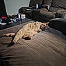 Cj is registered to the contest to win money with this photo: cat, tabby, pet, furry, indoor, living_room, couch, relaxed, lying_down, belly_up, paw, whiskers, ears, eyes, brown_fur, striped_fur, home, furniture, cozy, sleepy
