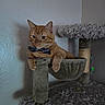 Cj joined the competition — help win amazing prizes! cat, orange_cat, tabby, bow_tie, pet, feline, animal, portrait, sitting, lounging, cat_tree, scratching_post, indoors, home, wall, gray, fluffy, whiskers, ears, eyes