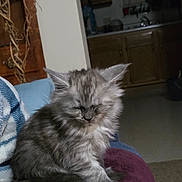 Chouli joined the competition — help win amazing prizes! kitten, gray, fluffy, cat, pet, indoor, cozy, blanket, furry, sleepy, small, cute, animal, domestic, resting, young, feline, soft, home, comfort