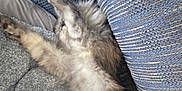 Chouli joined the competition — help win amazing prizes! cat, furry, stretching, blanket, couch, cozy, indoor, relaxed, sleepy, pet, fluffy, fur, animal, home, resting, comfort, blue, texture, soft, lazy